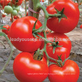 AT061 Bula f1 híbrido determinado semillas de tomate semillas vegetales empresa